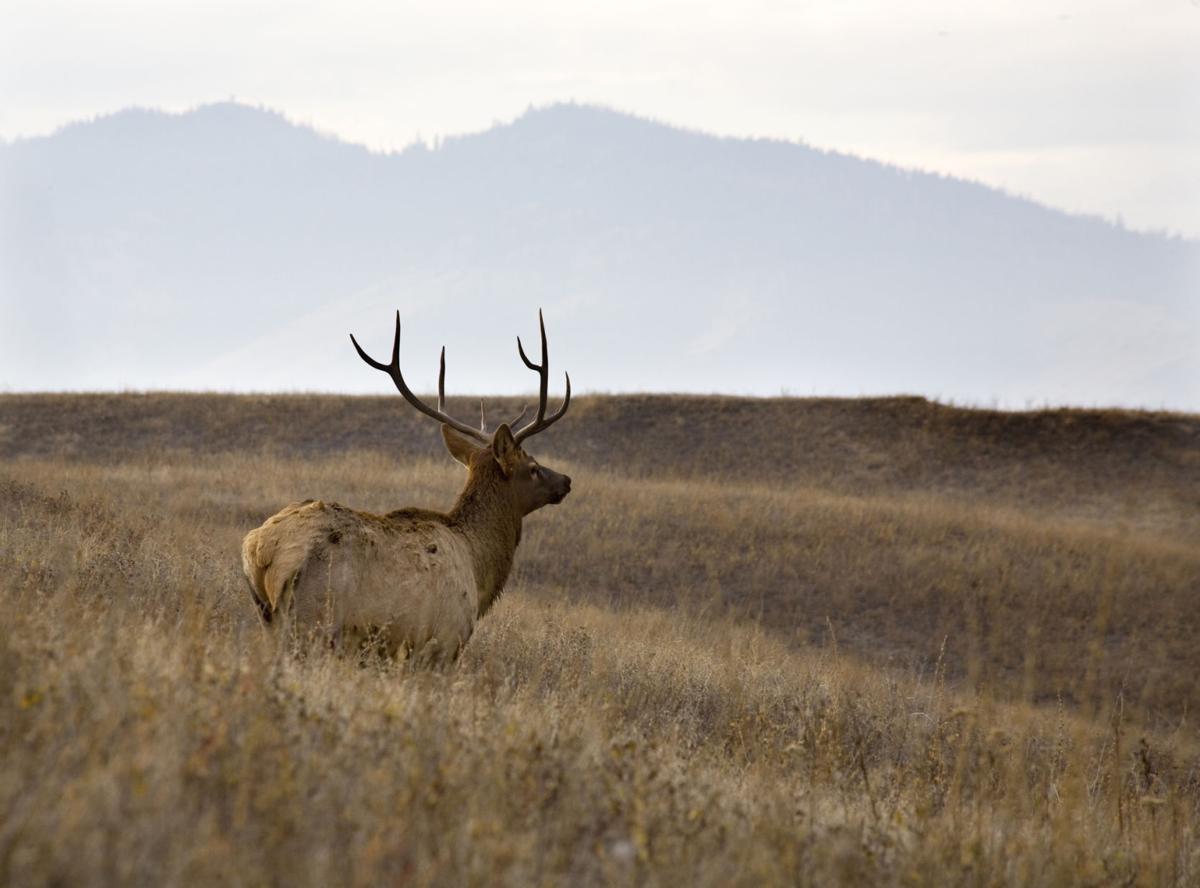 Bull elk