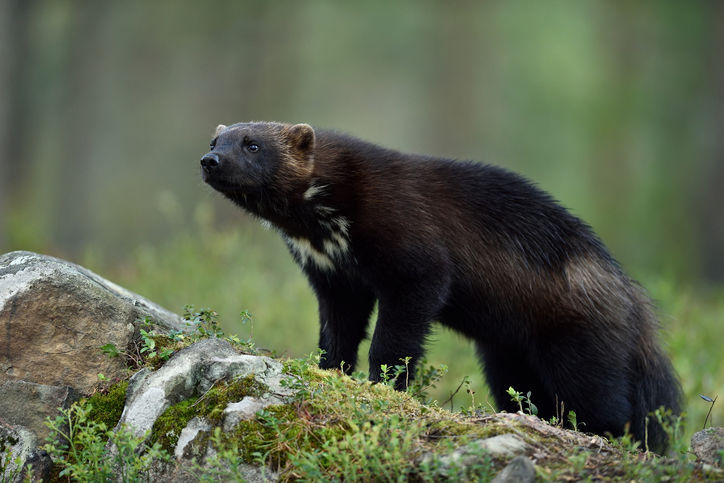 Wolverine killed in trap in east-central Idaho