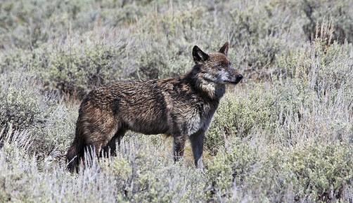 After Beloved Wolf S Shooting Near Cooke City Baiting Rumors Rile Mountain Town Montana Untamed Billingsgazette Com