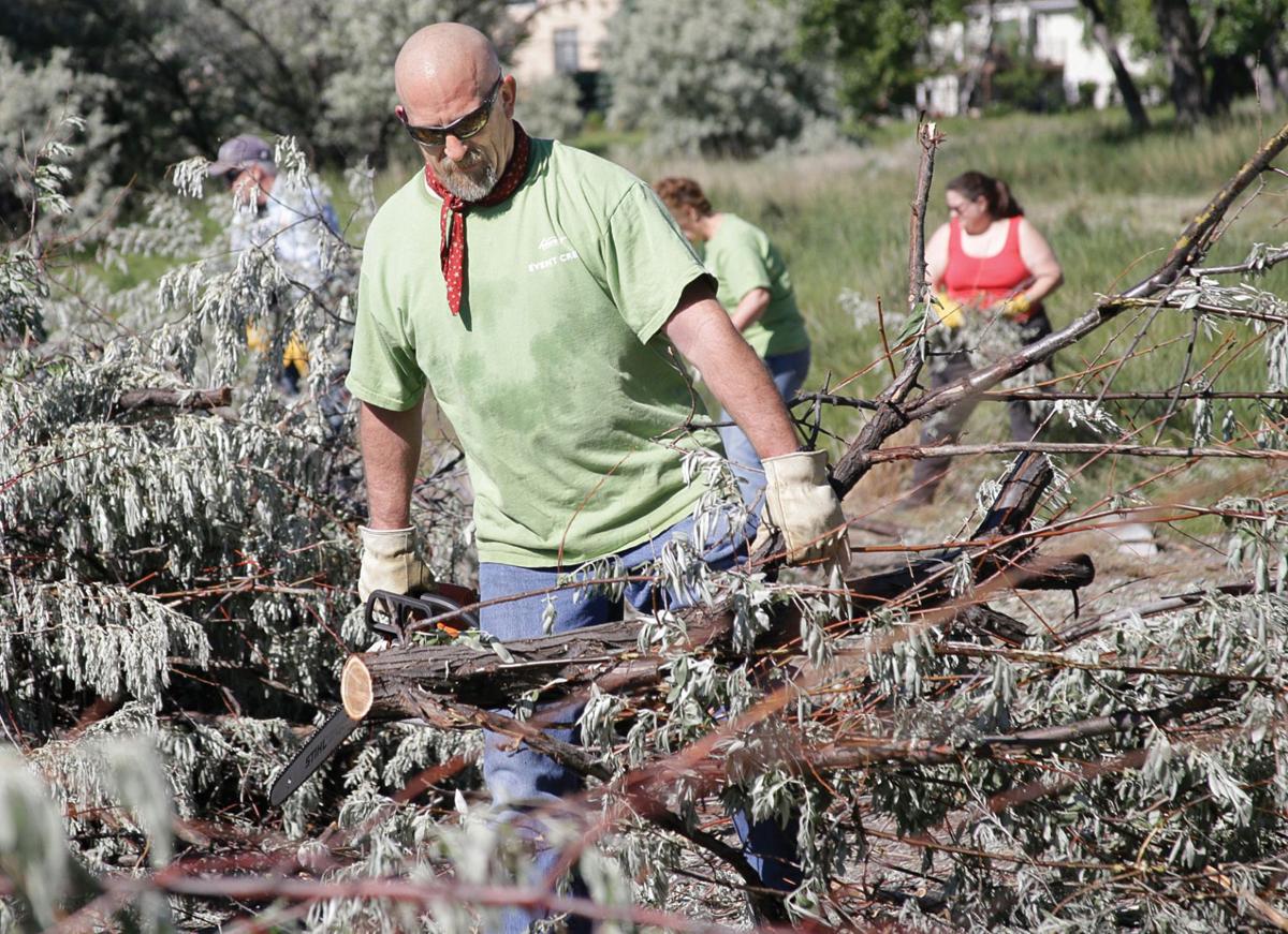Lake Elmo Volunteers Make Short Work Of Invasive Russian Olives
