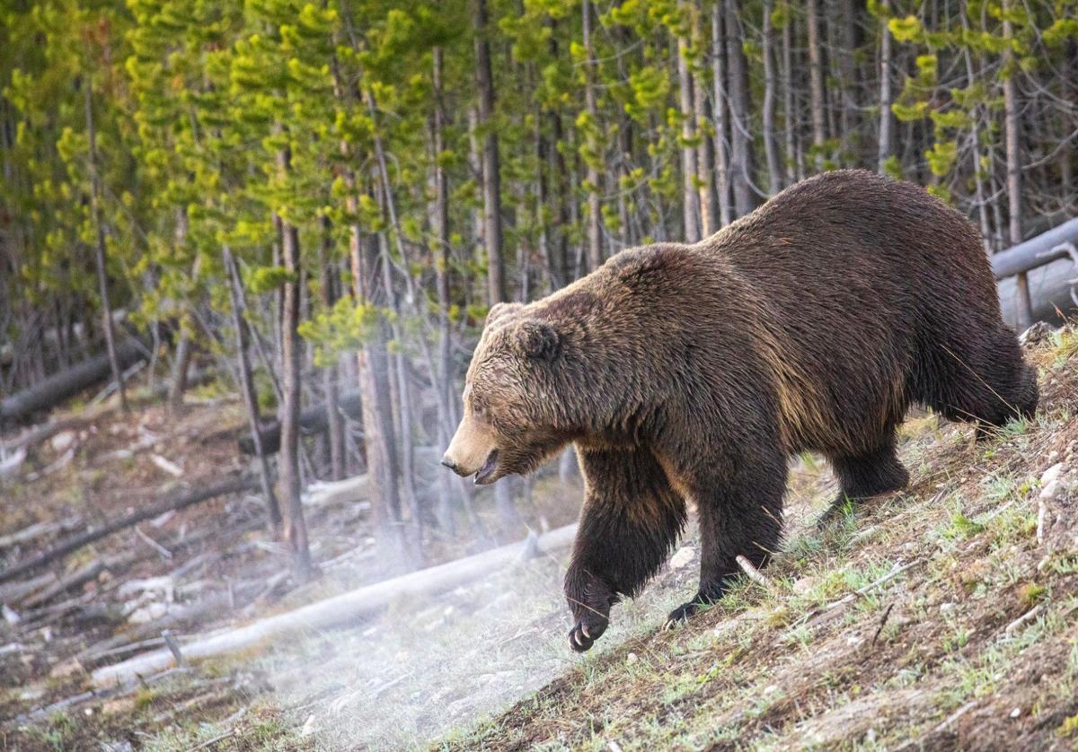 Guest opinion: A starting point for grizzly management, conservation