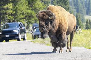 Montana files motion to drop Yellowstone bison lawsuit
