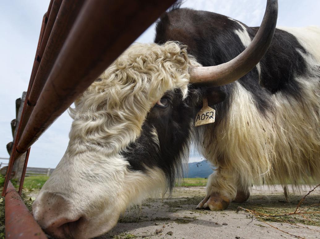 Montana rancher raises prized breeding Tibetan yaks