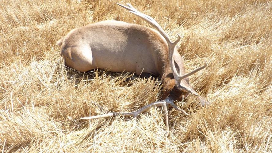 A bull elk was shot, killed and left in the southwestern part of Musselshell County