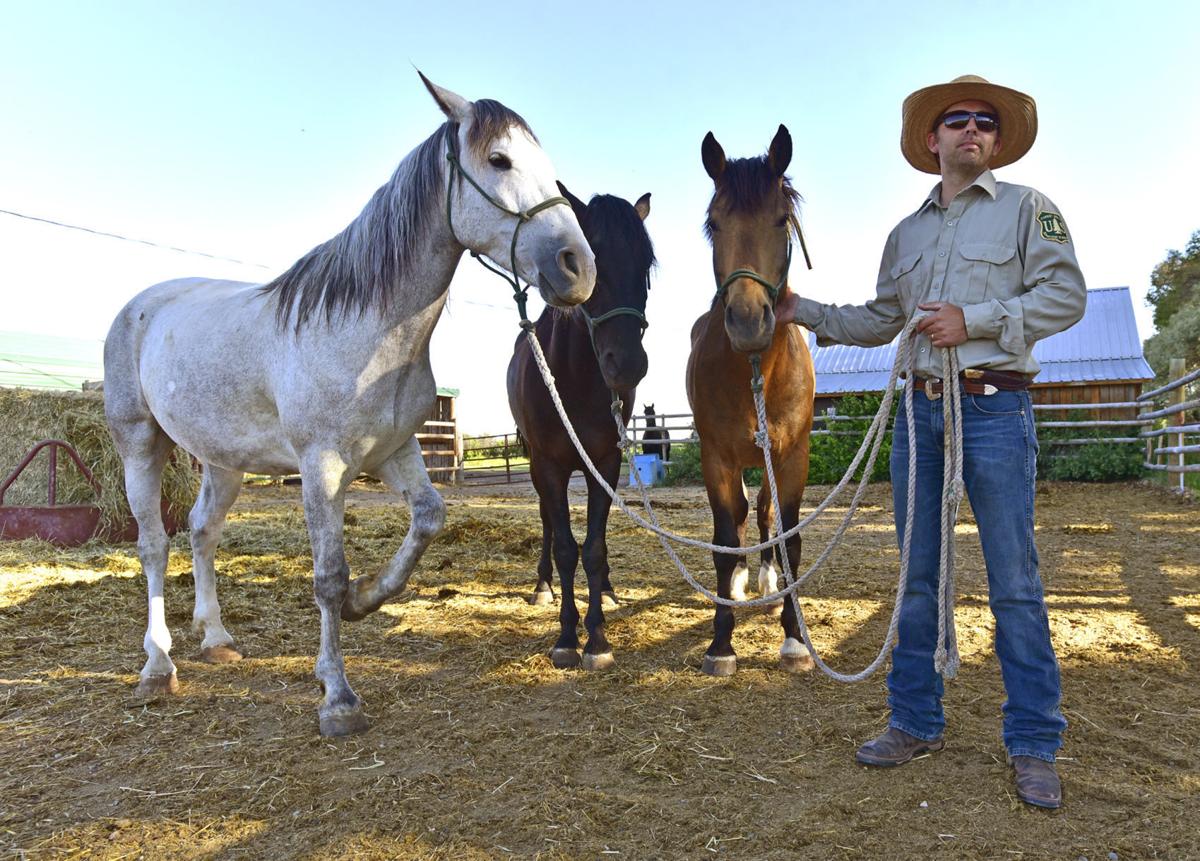 Wild Horses Turned Prison Ponies From Nevada Report For Duty In Montana Montana News Billingsgazette Com