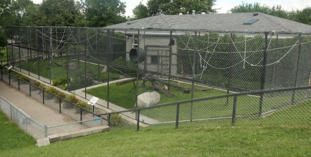 Primates galore