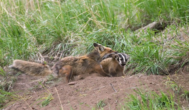 Photographer captures fight over den between badger, fox | Outdoors | billingsgazette.com