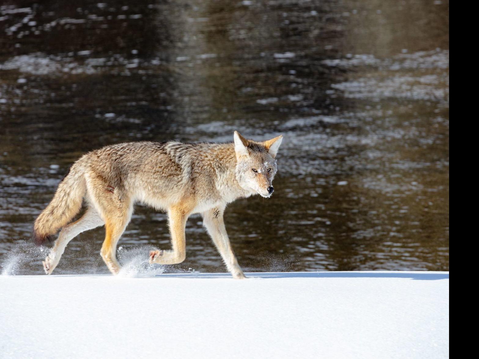 Injured Yellowstone Coyote Killed After Biting Cross Country Skier Outdoors Billingsgazette Com Fox news' decision desk, its institutional center of authority for making sound election calls, had issued its decision. injured yellowstone coyote killed after