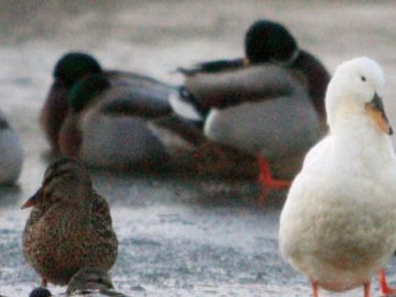 Domestic Duck Roundup Removes Waterfowl Before Winter Local News