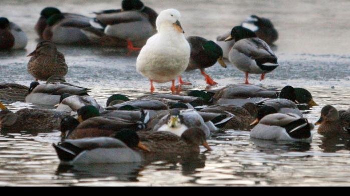 Domestic duck roundup removes waterfowl before winter | Local ...