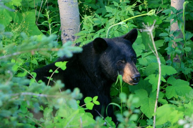 Montana Senate supports bear-hunting measure