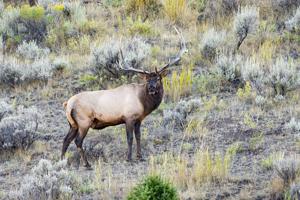 Southwest Montana hunting forecast: Elk numbers strong, more pronghorn, deer vary by area