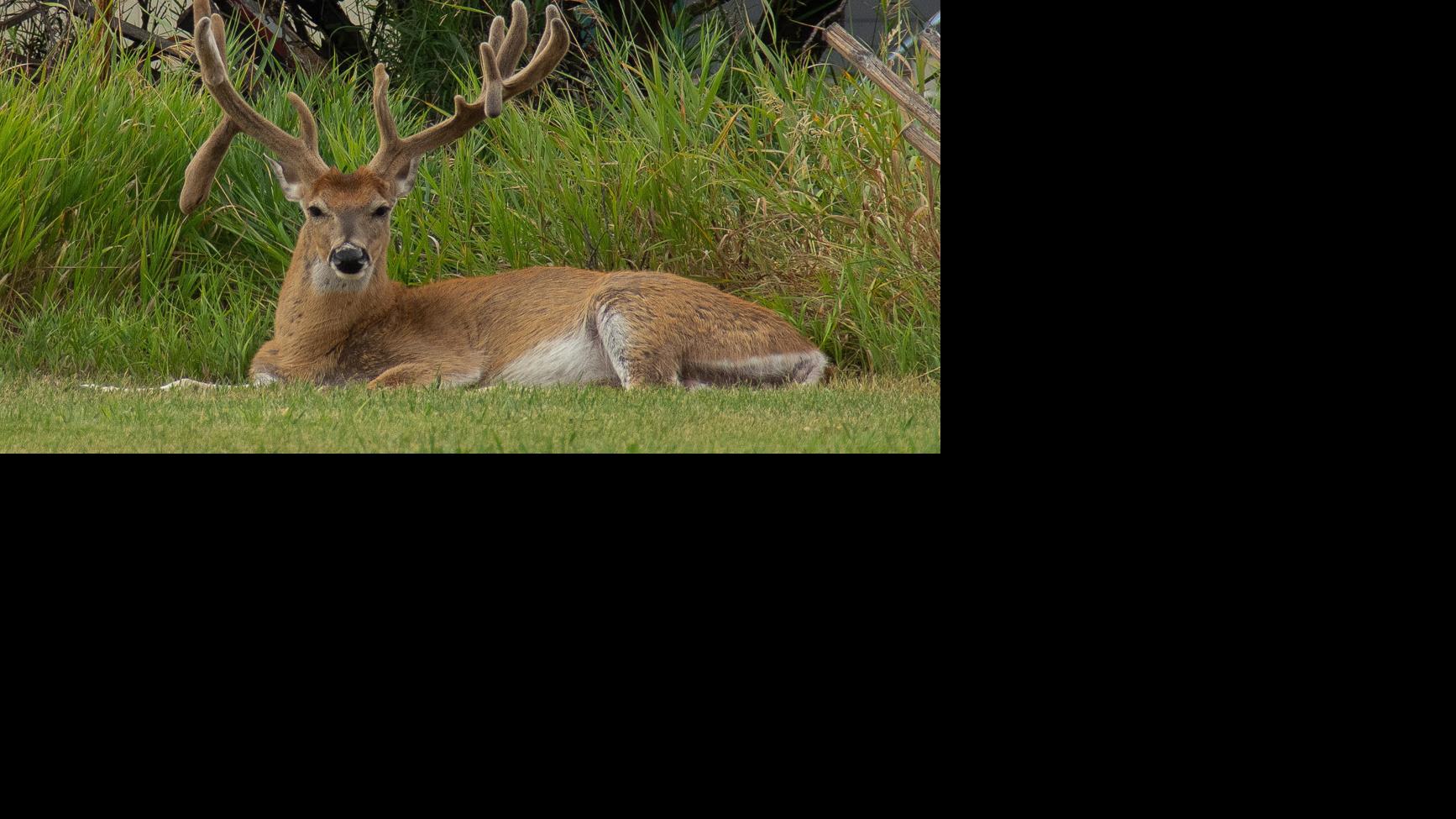 Statewide Big Game Harvest Shows Elk Numbers Generally Strong