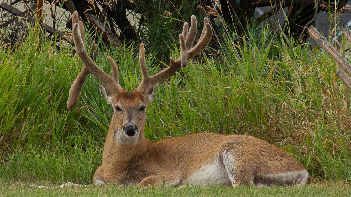 Statewide Big Game Harvest Shows Elk Numbers Generally Strong