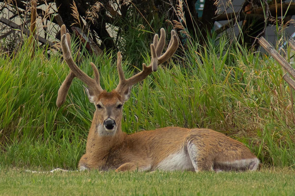 Big buck