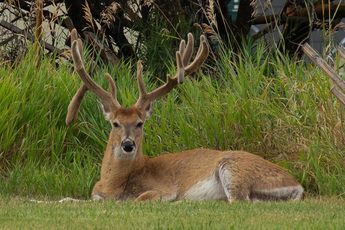 Statewide Big Game Harvest Shows Elk Numbers Generally Strong