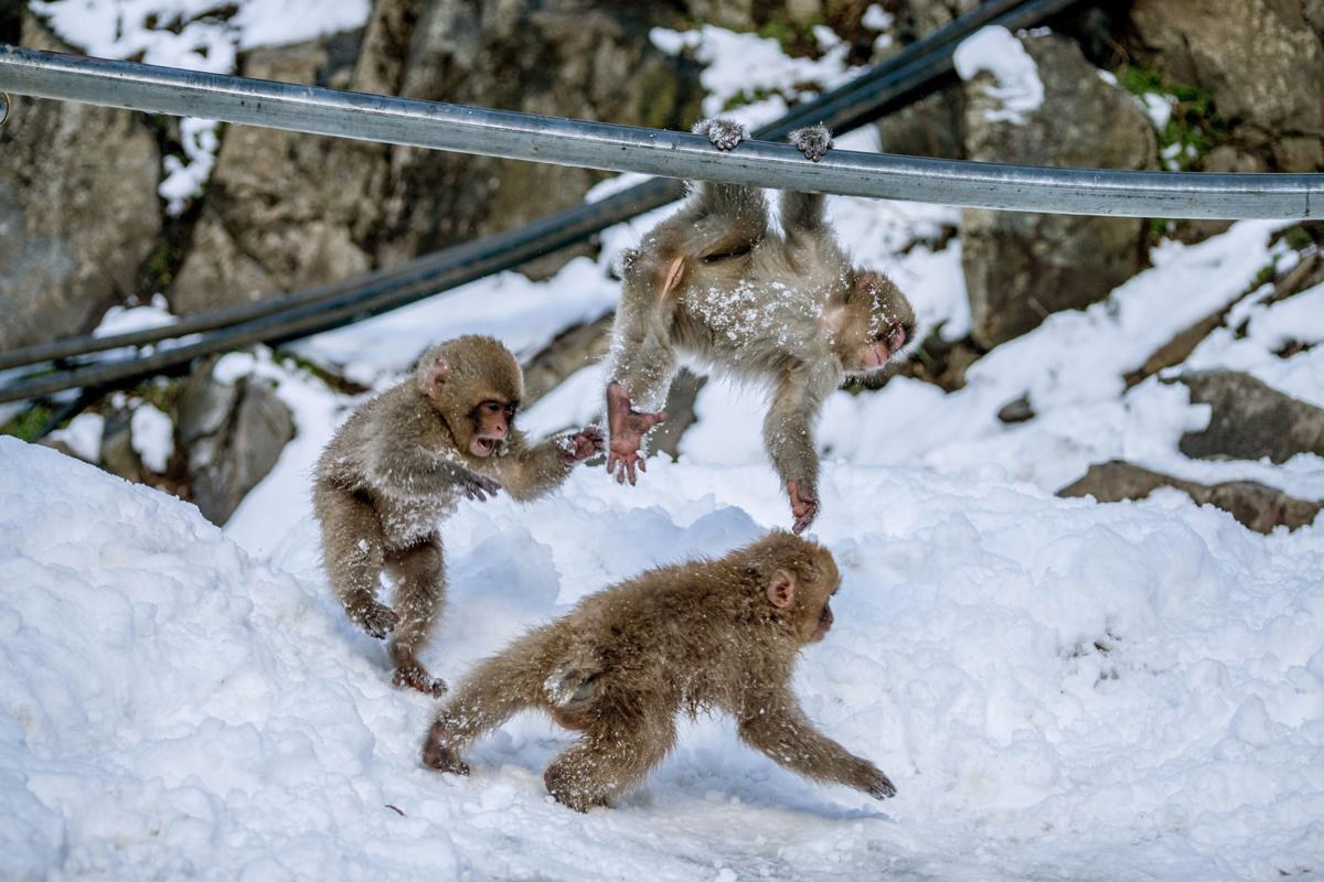 Meet The Japanese Macaques Of Jigokudani Monkey Park Travel