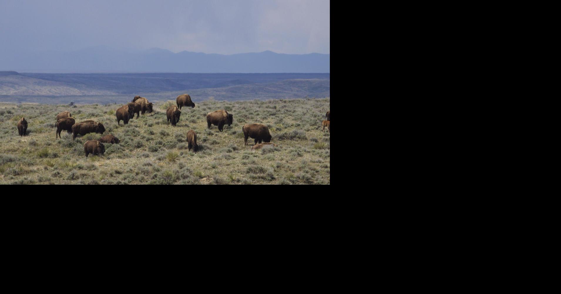 Montana DNRC releases rule change to block American Prairie bison from state lands