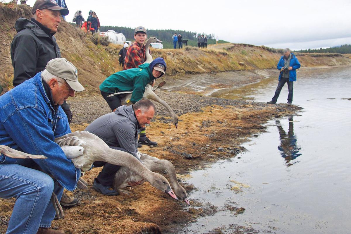 Cygnet release