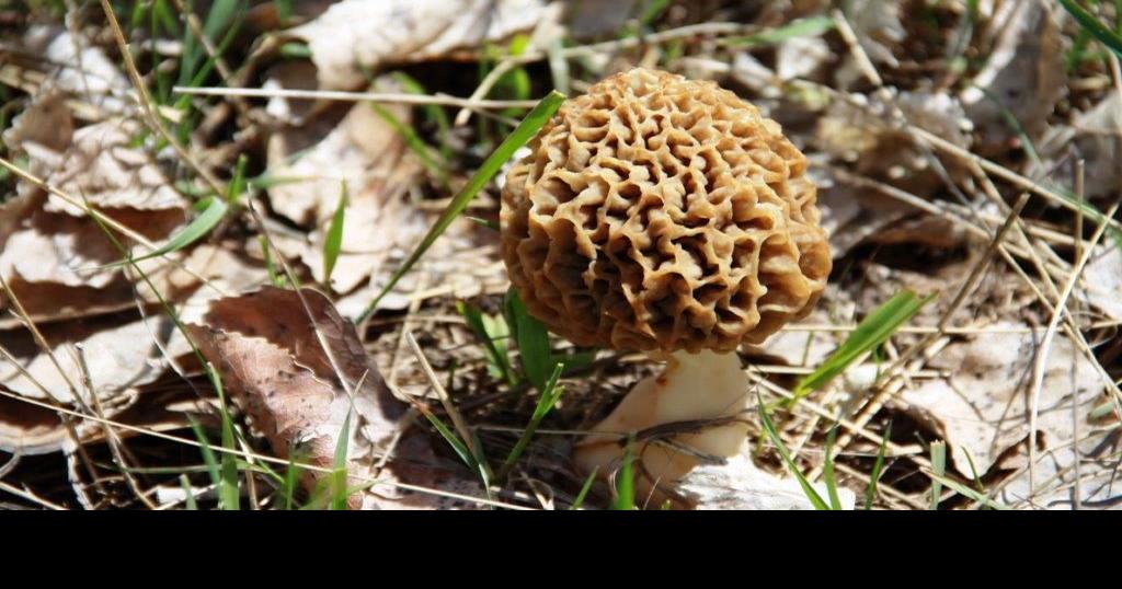 Wyoming forest sets rules for morel hunting