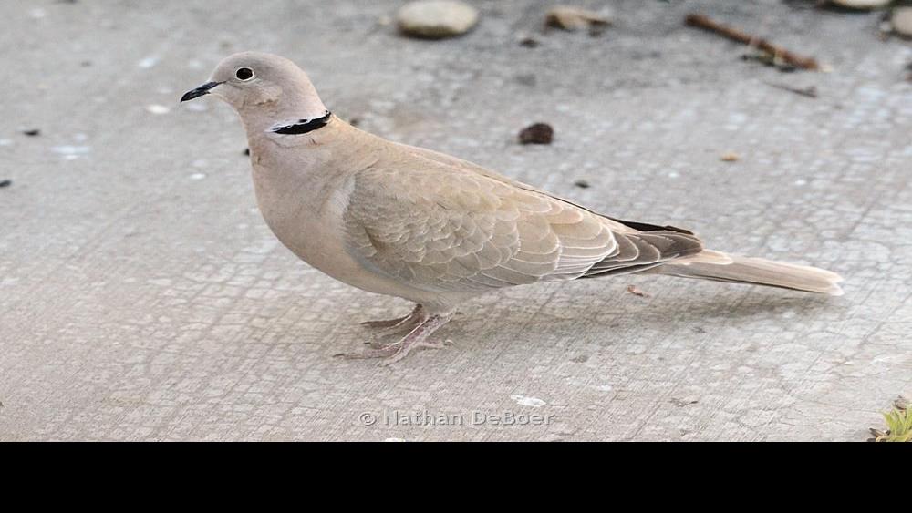 Eurasian collared doves being killed by virus outbreak Outdoors