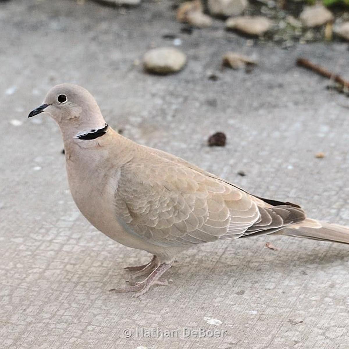 Eurasian collared doves being killed by virus outbreak | Outdoors | billingsgazette.com