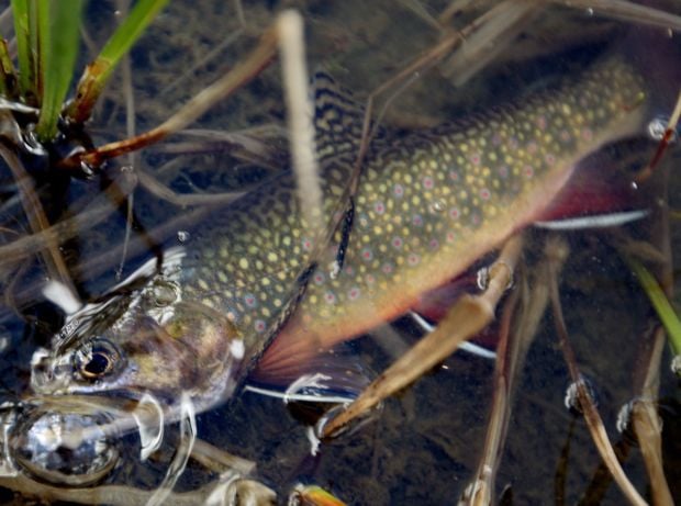 Yellowstone River tributary seems cleared of brook trout