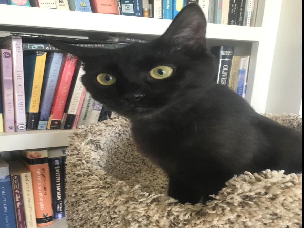Pet Of The Week Raven Local News Billingsgazette Com