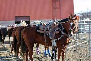 092826-406spt-roping-p30.JPG