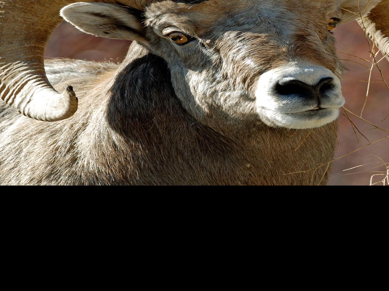 Report Attempts To Prompt Discussion On Wild Sheep Conservation Outdoors Billingsgazette Com