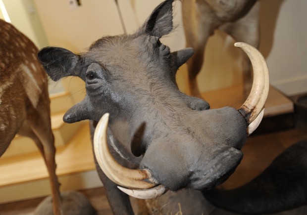 Holy Cow! - Chicago History Museum