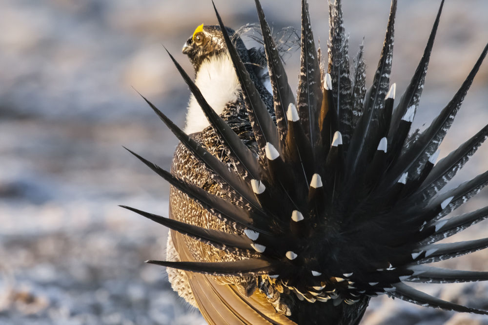 tour highlights work to preserve sage grouse in montana