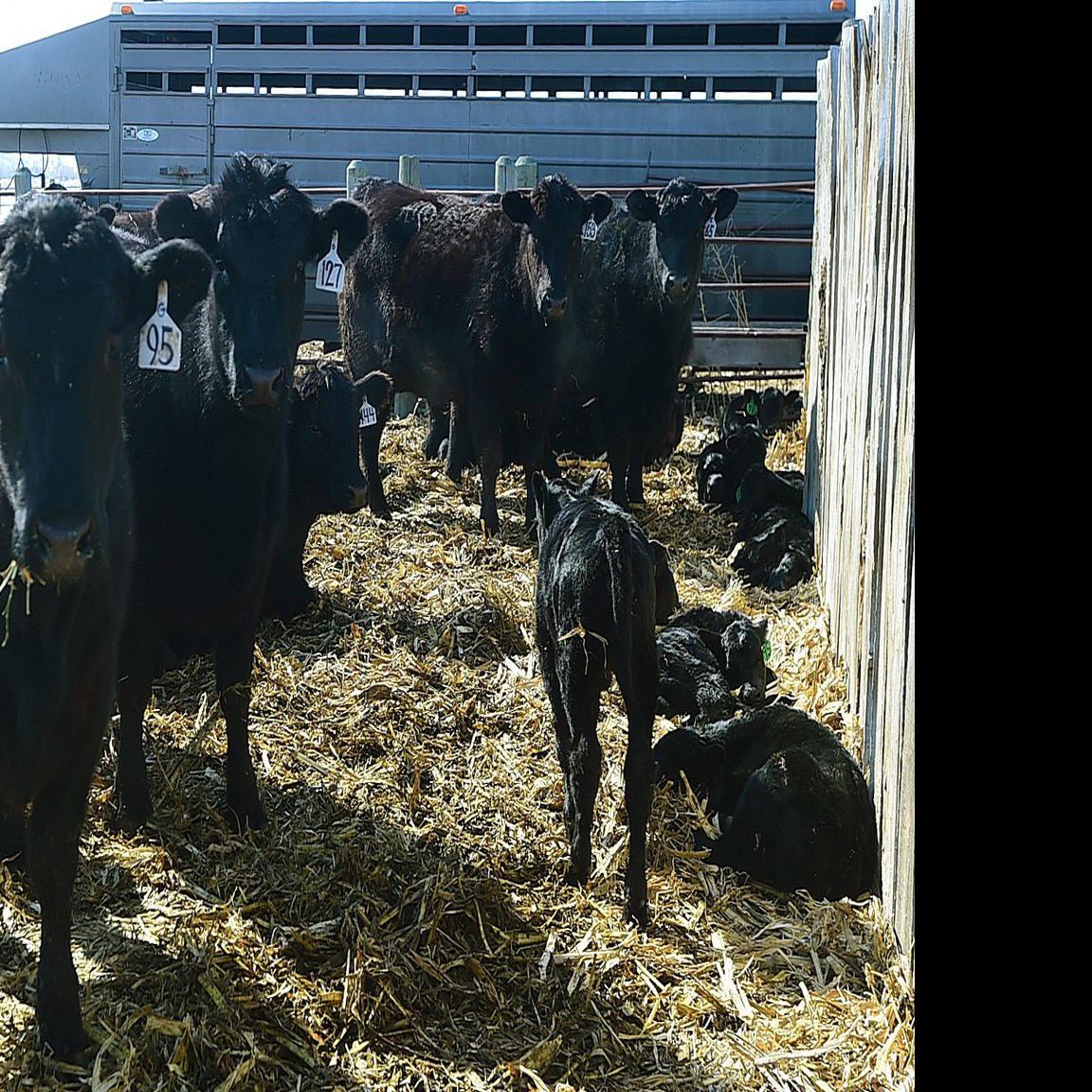 Long, brutal 2018 winter caused 37,000 livestock deaths in Montana — and  that's a low estimate