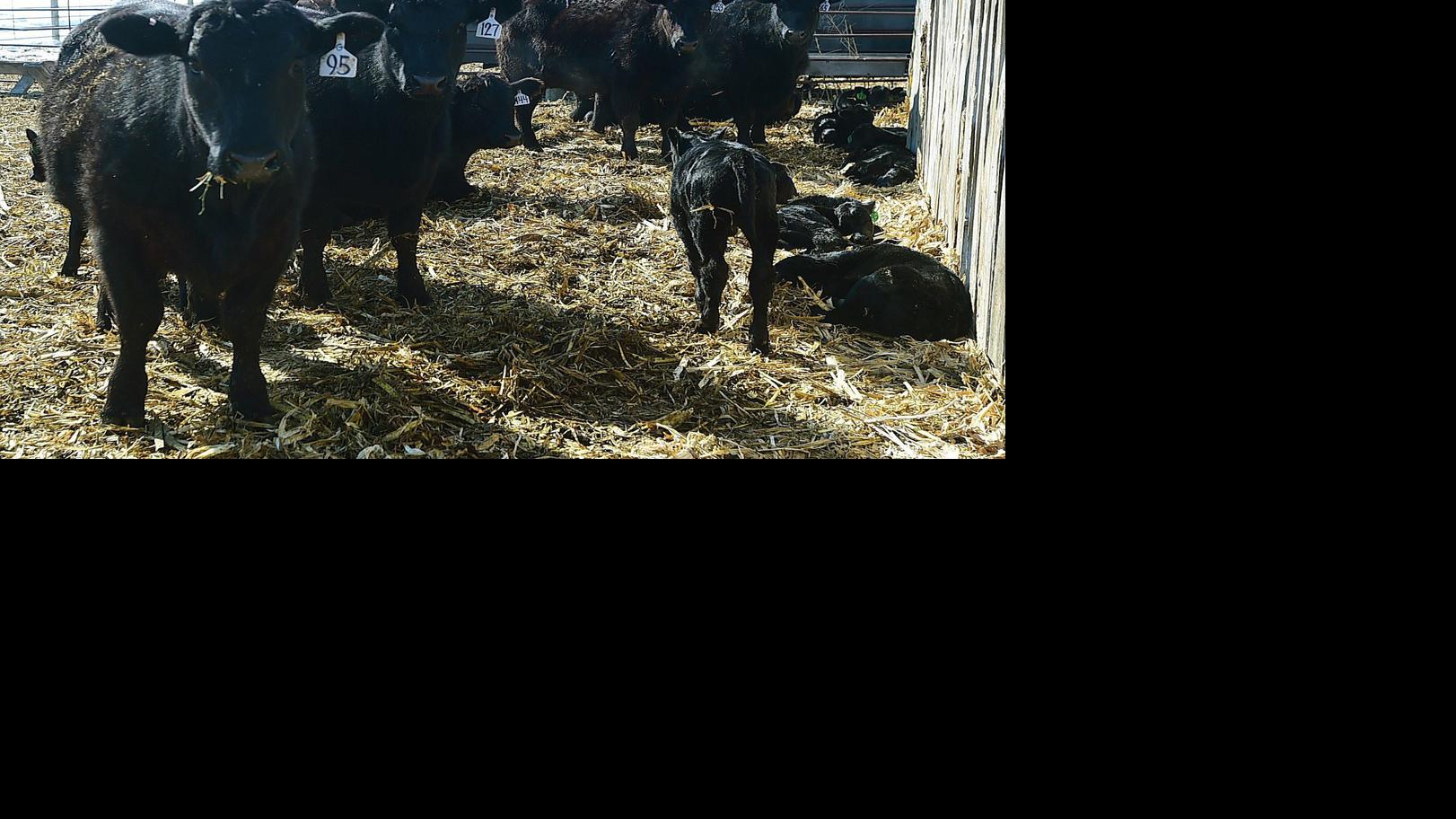 Long, brutal 2018 winter caused 37,000 livestock deaths in Montana — and that's a low estimate