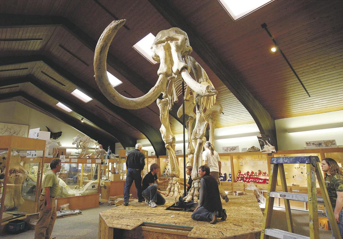 Mammoth Remains Found In Northern Wyoming Billingsgazette Com