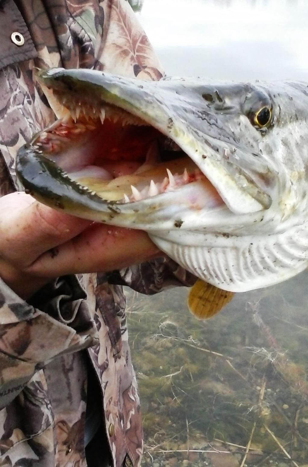 Facebook Fishing Frenzy Info And Tips Once Reserved For Bait