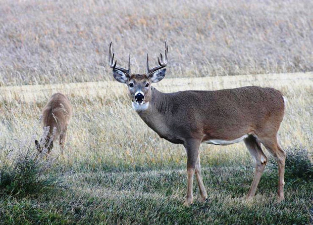 3 Hamilton men lose hunting privileges for killing 25 deer | Montana ...