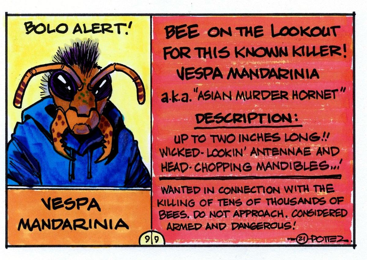 Wanted: Asian murder hornet
