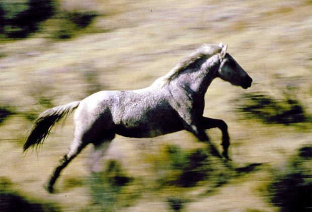 Wild Horses