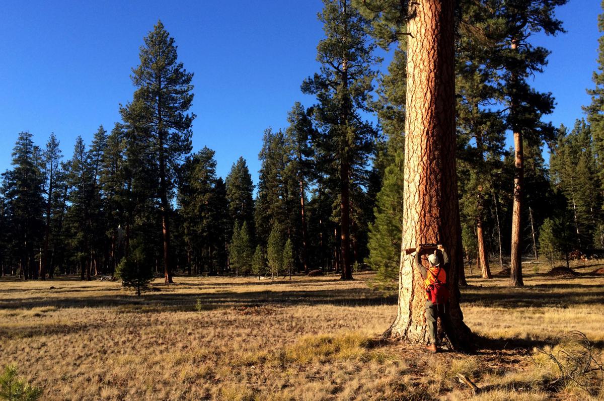 Where does wood come from? Nature and business shape Montana's forests