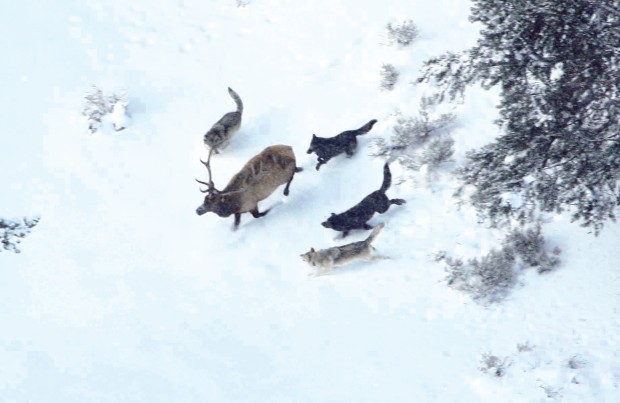 Wolf pack
