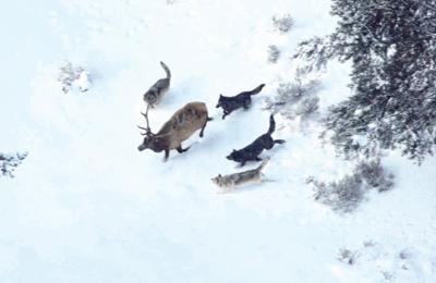 Wolf pack