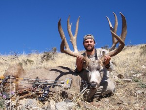 big mule deer