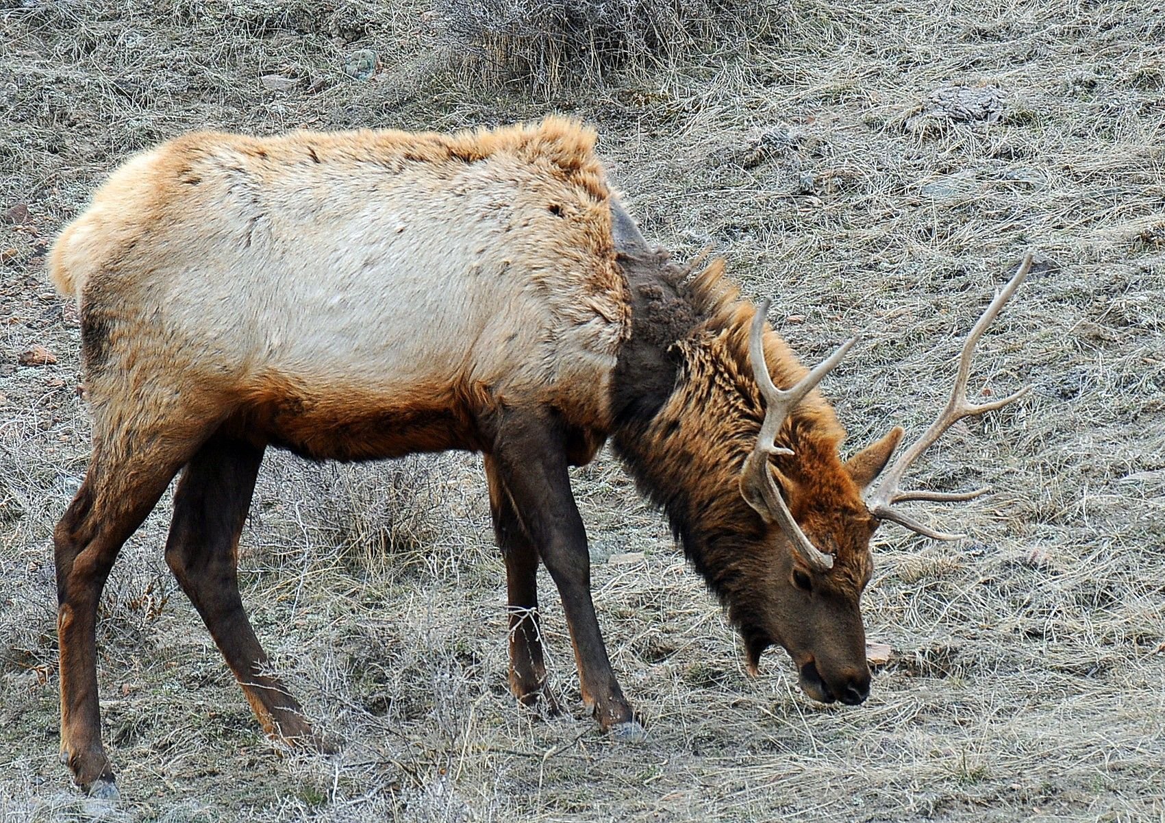 FWP Classification Flight Boosts Yellowstone Elk Information