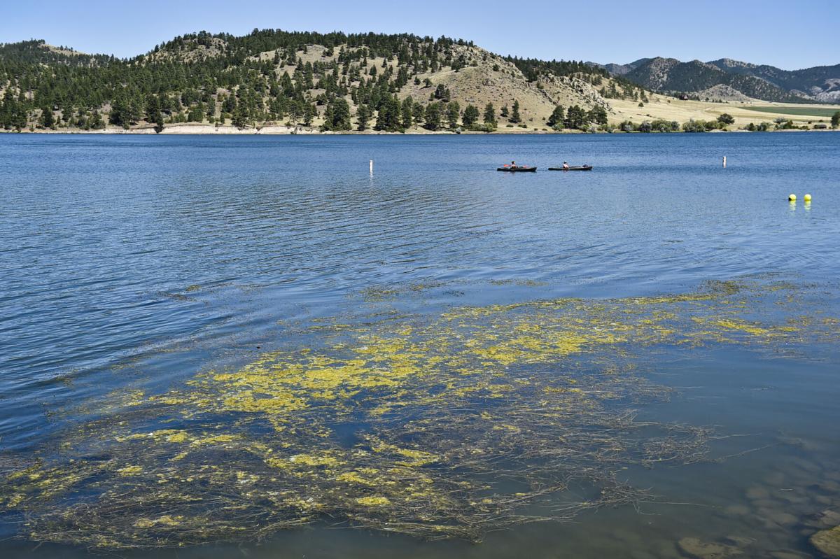 Blue-green algae are native to Montana