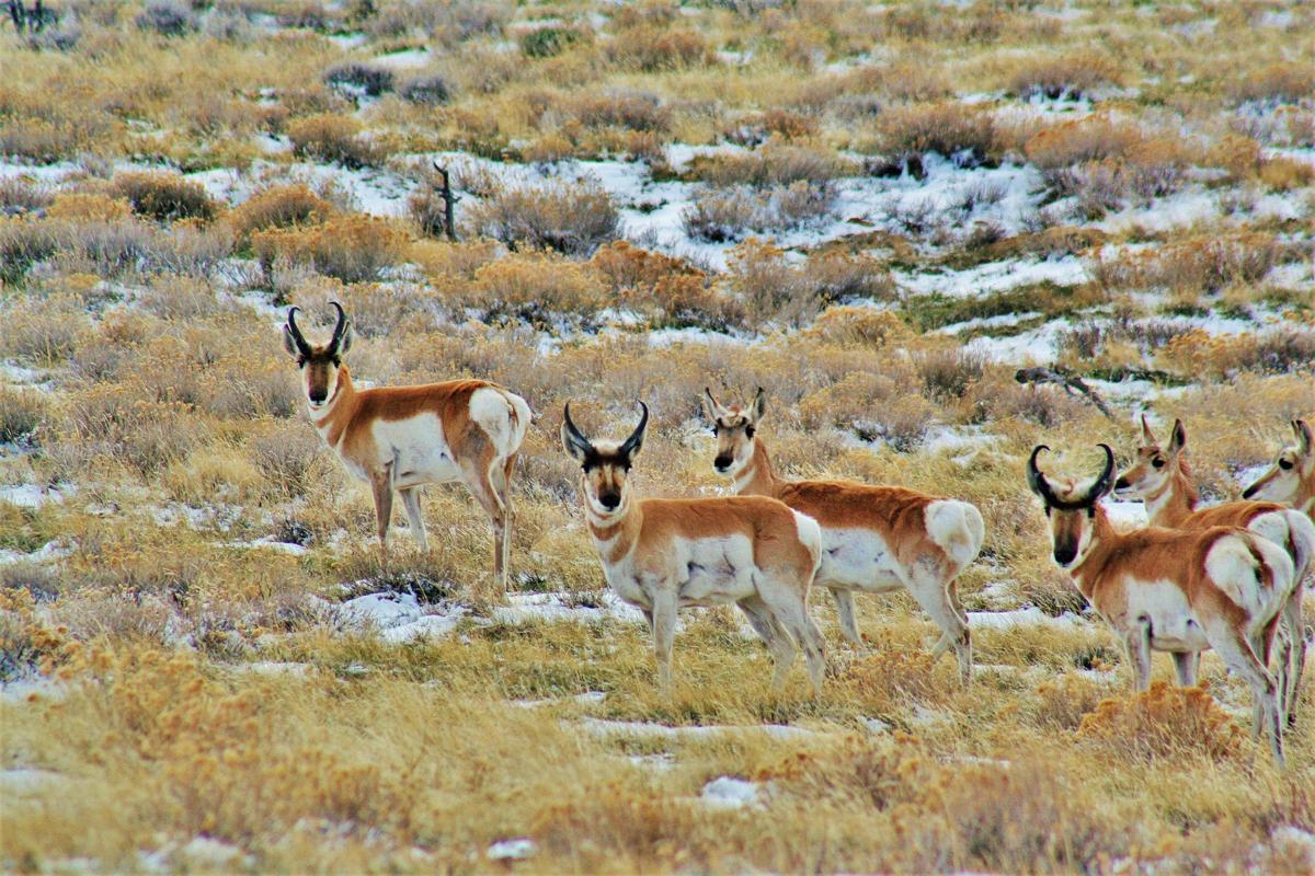 MontanaCanada study identifies pronghorn migration habitat