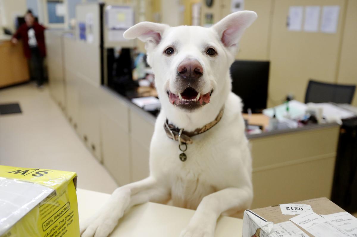 Billings Animal Shelters See Increase In Fostering Dip In