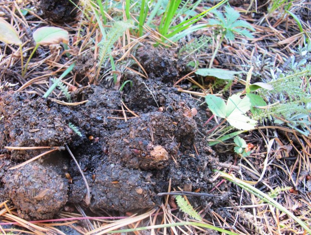 tobacco root mountains grizzly bears Group seeks evidence of grizzlies in Tobacco Root Mountains