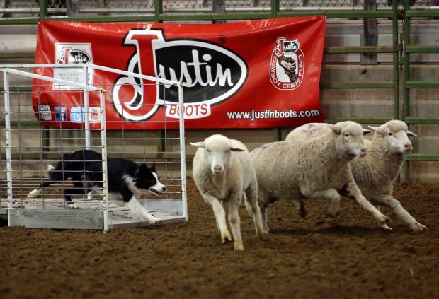 Sheep dog trial features region's top talent | Wyoming News