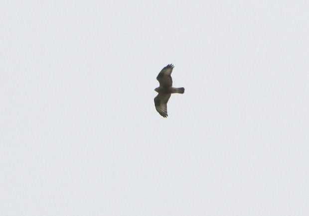 Record numbers of raptors seen in Bitterroot Valley